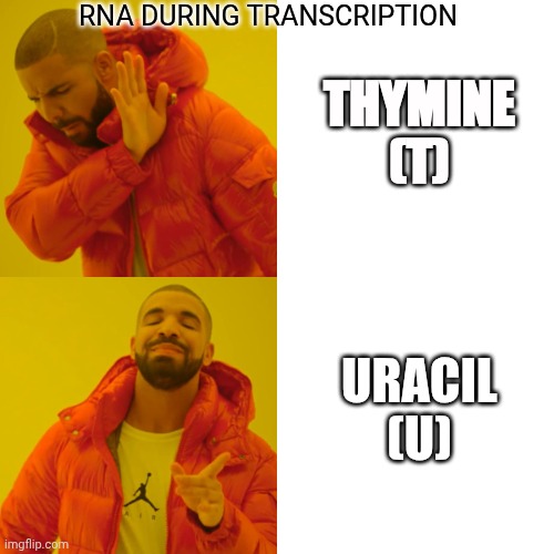 Only science nerd will understand | RNA DURING TRANSCRIPTION; THYMINE (T); URACIL (U) | image tagged in memes,drake hotline bling | made w/ Imgflip meme maker