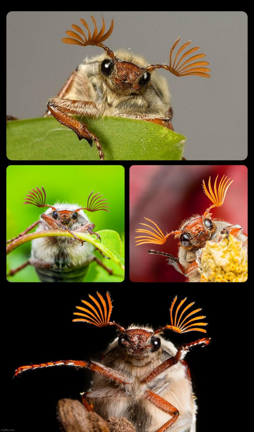 Me core | made w/ Imgflip meme maker