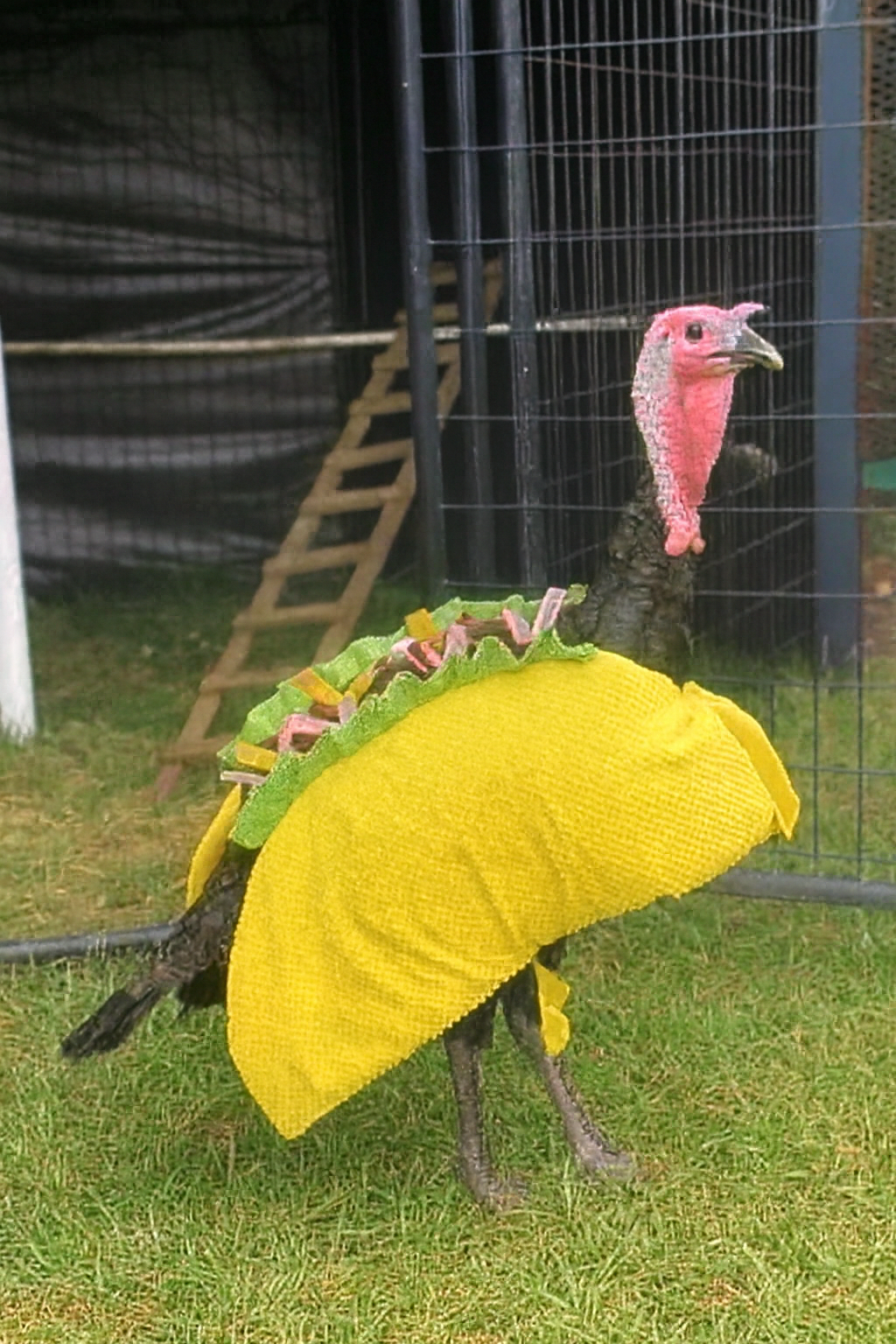 Chrisjoines1 Blank Meme Template