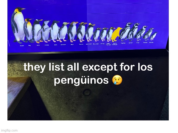 Los pingüinos me la van a mascar | image tagged in penguin | made w/ Imgflip meme maker
