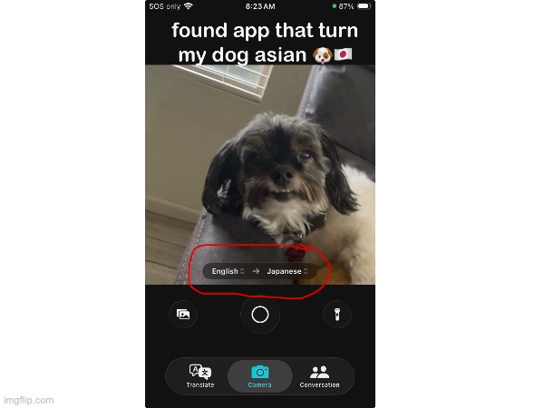 Cool app | image tagged in dog | made w/ Imgflip meme maker