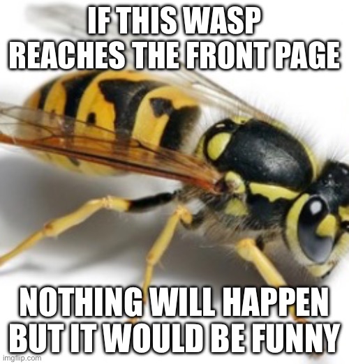 wasp | IF THIS WASP REACHES THE FRONT PAGE; NOTHING WILL HAPPEN BUT IT WOULD BE FUNNY | image tagged in wasp | made w/ Imgflip meme maker