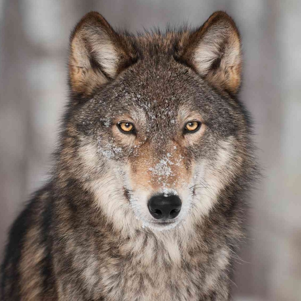 Wolf auf Blank Meme Template