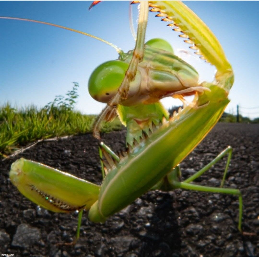 I love that praying mantises always look like they're posing for an early 2000s rap album | made w/ Imgflip meme maker