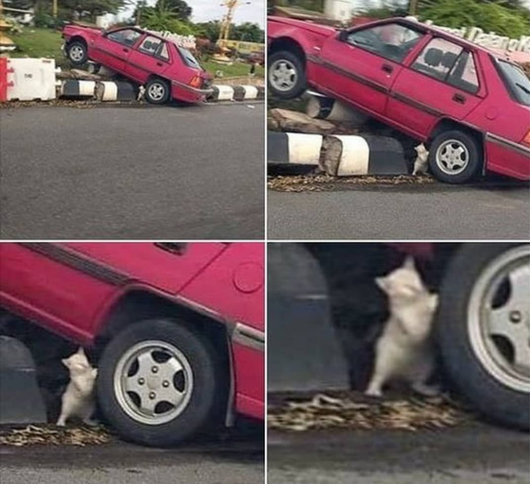 Cat lifting car Blank Meme Template