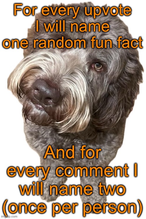 Y’all hate upvote begging because it takes no skill, so I’ll make it take skill | For every upvote I will name one random fun fact; And for every comment I will name two (once per person) | image tagged in norther's dog | made w/ Imgflip meme maker