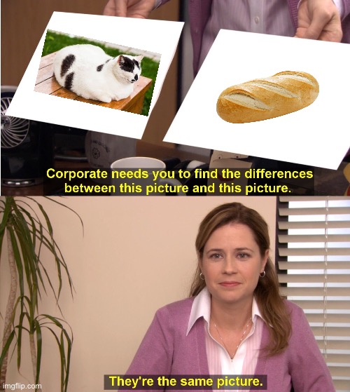 Loaf of cat | image tagged in memes,they're the same picture,cats | made w/ Imgflip meme maker