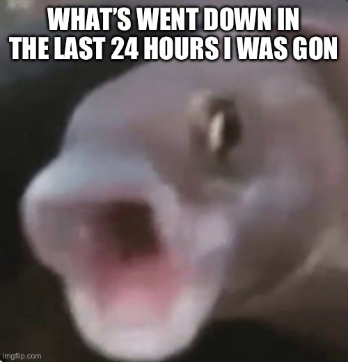 Poggers Fish | WHAT’S WENT DOWN IN THE LAST 24 HOURS I WAS GONE | image tagged in poggers fish | made w/ Imgflip meme maker