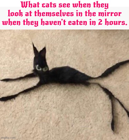 What Cats See When... | What cats see when they look at themselves in the mirror when they haven't eaten in 2 hours. | image tagged in cats,funny cats,anorexia,hallucinate,dramatic,manipulation | made w/ Imgflip meme maker