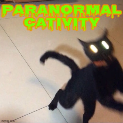 Paranormal | PARANORMAL CATIVITY | image tagged in cats,funny cat memes,paranormal,haunted,possessed,facial expressions | made w/ Imgflip meme maker