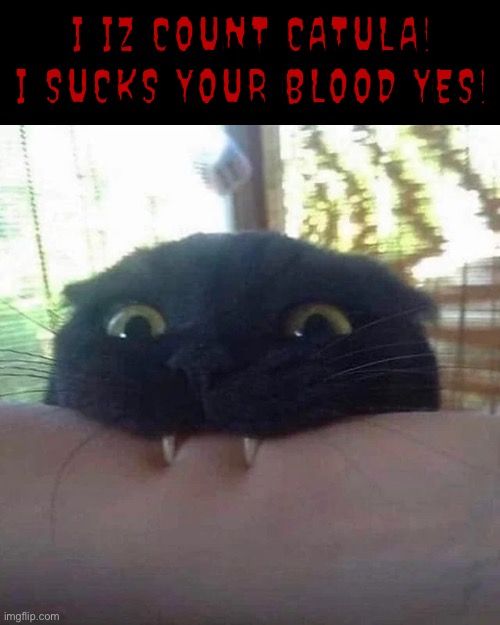 Count Catula | I IZ COUNT CATULA! I SUCKS YOUR BLOOD YES! | image tagged in funny cat memes,cats,count dracula,there will be blood,black cat,teeth | made w/ Imgflip meme maker