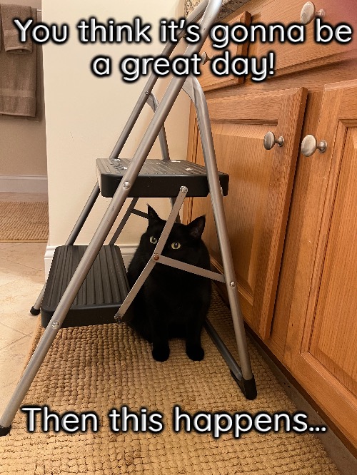 Black cat under a ladder | You think it's gonna be
a great day! Then this happens… | image tagged in black cat,step ladder | made w/ Imgflip meme maker