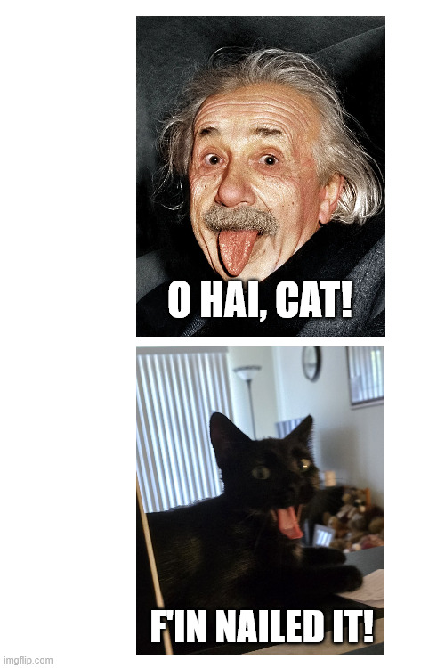 Einstein Kitty | O HAI, CAT! F'IN NAILED IT! | image tagged in cat,albert einstein | made w/ Imgflip meme maker
