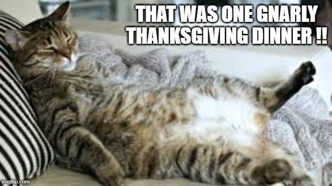 Cat is fully stuffed after Thanksgiving dinner.   --  funny  --- | THAT WAS ONE GNARLY THANKSGIVING DINNER !! | image tagged in cat,kittens,funny,humor,thanksgiving,turkey | made w/ Imgflip meme maker