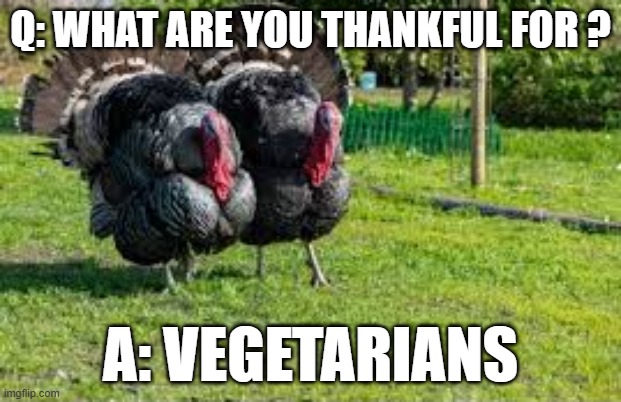 Turkey asks "what are you thankful for?". The answer: vegitarians !! | Q: WHAT ARE YOU THANKFUL FOR ? A: VEGETARIANS | image tagged in funny,humor,thanksgiving,turkey,vegetarian | made w/ Imgflip meme maker