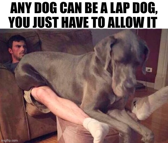 Any Dog Can Be A Lap Dog | ANY DOG CAN BE A LAP DOG, YOU JUST HAVE TO ALLOW IT | image tagged in chrisjoines1 | made w/ Imgflip meme maker