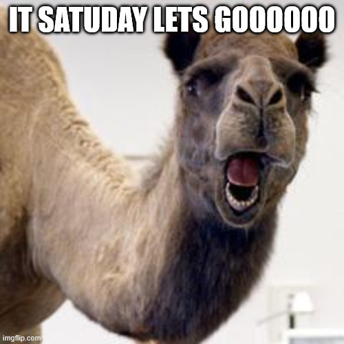 Meme i made in my sleep | IT SATUDAY LETS GOOOOOO | image tagged in camel | made w/ Imgflip meme maker