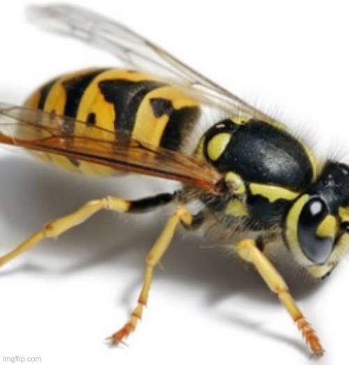 wasp | image tagged in wasp | made w/ Imgflip meme maker
