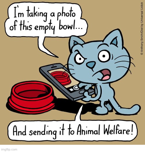 Cattitude | image tagged in cats,comics,cattitude,sassy,attitude | made w/ Imgflip meme maker