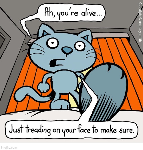 Cattitude | image tagged in cats,comics,cattitude,sassy,attitude | made w/ Imgflip meme maker