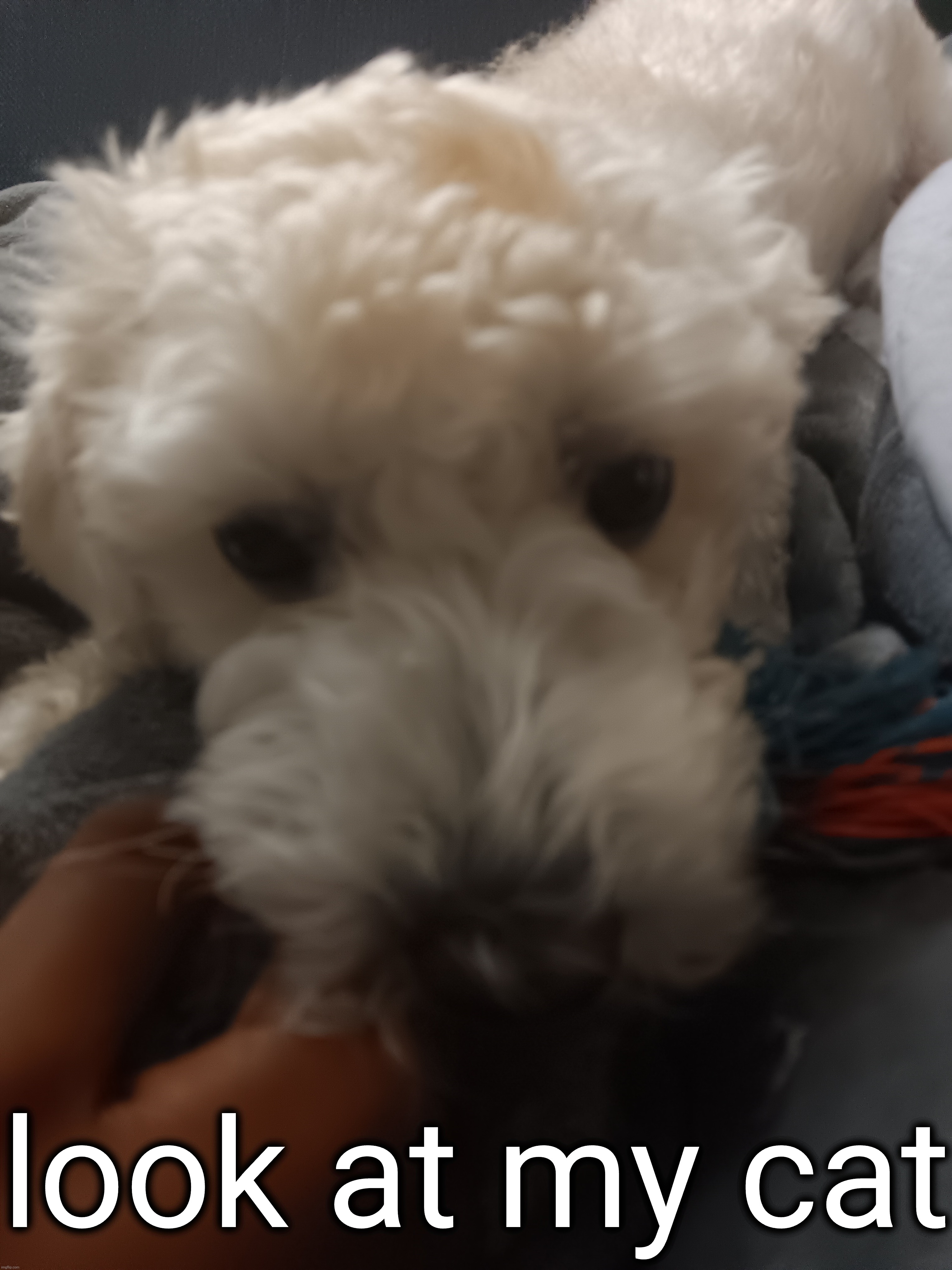 look at my cat | made w/ Imgflip meme maker