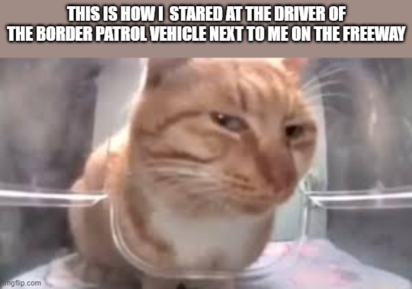 cro we were nowhere near TJ wtf you doing in Temecula | THIS IS HOW I  STARED AT THE DRIVER OF THE BORDER PATROL VEHICLE NEXT TO ME ON THE FREEWAY | image tagged in side eye cat | made w/ Imgflip meme maker