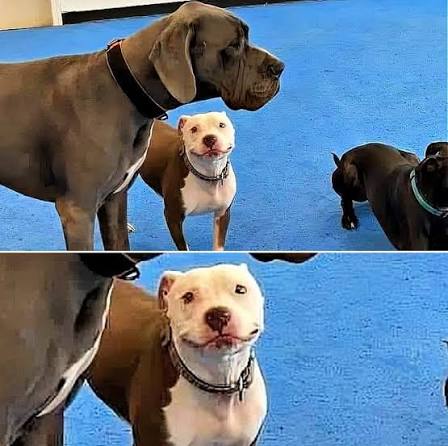 Dog crush Blank Meme Template