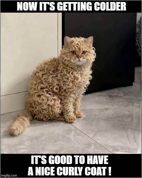 An Impressive Selkirk Rex ! | NOW IT'S GETTING COLDER; IT'S GOOD TO HAVE
A NICE CURLY COAT ! | image tagged in cats,selkirk rex,curly | made w/ Imgflip meme maker