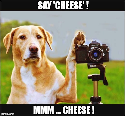 Why Dogs Don't Make Good Photographers ... | SAY 'CHEESE' ! MMM ... CHEESE ! | image tagged in dogs,photography,cheese | made w/ Imgflip meme maker