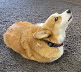 potato dog Blank Meme Template