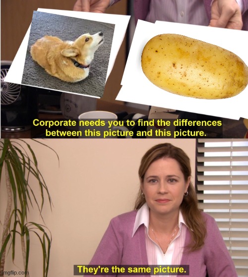 They're The Same Picture | image tagged in memes,they're the same picture | made w/ Imgflip meme maker