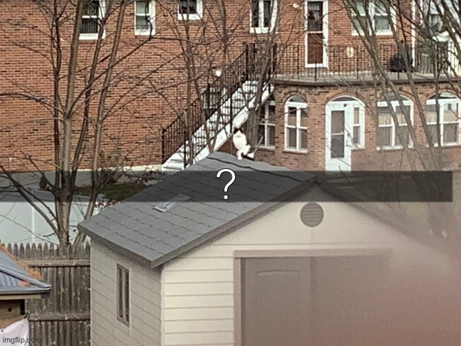 What this guy doing on my shed roof? | ? | made w/ Imgflip meme maker