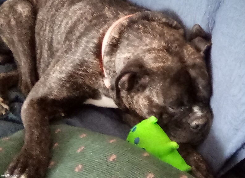 This guy is harley. He's chill | made w/ Imgflip meme maker