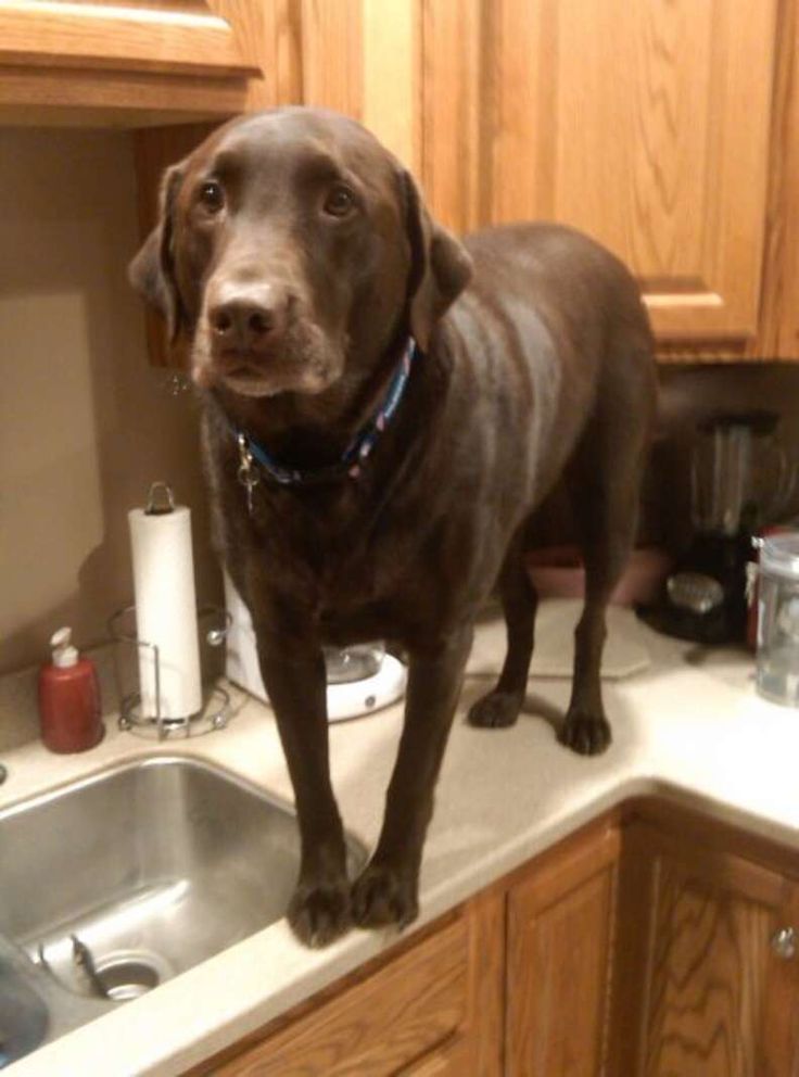 Chrisjoines1 Blank Meme Template