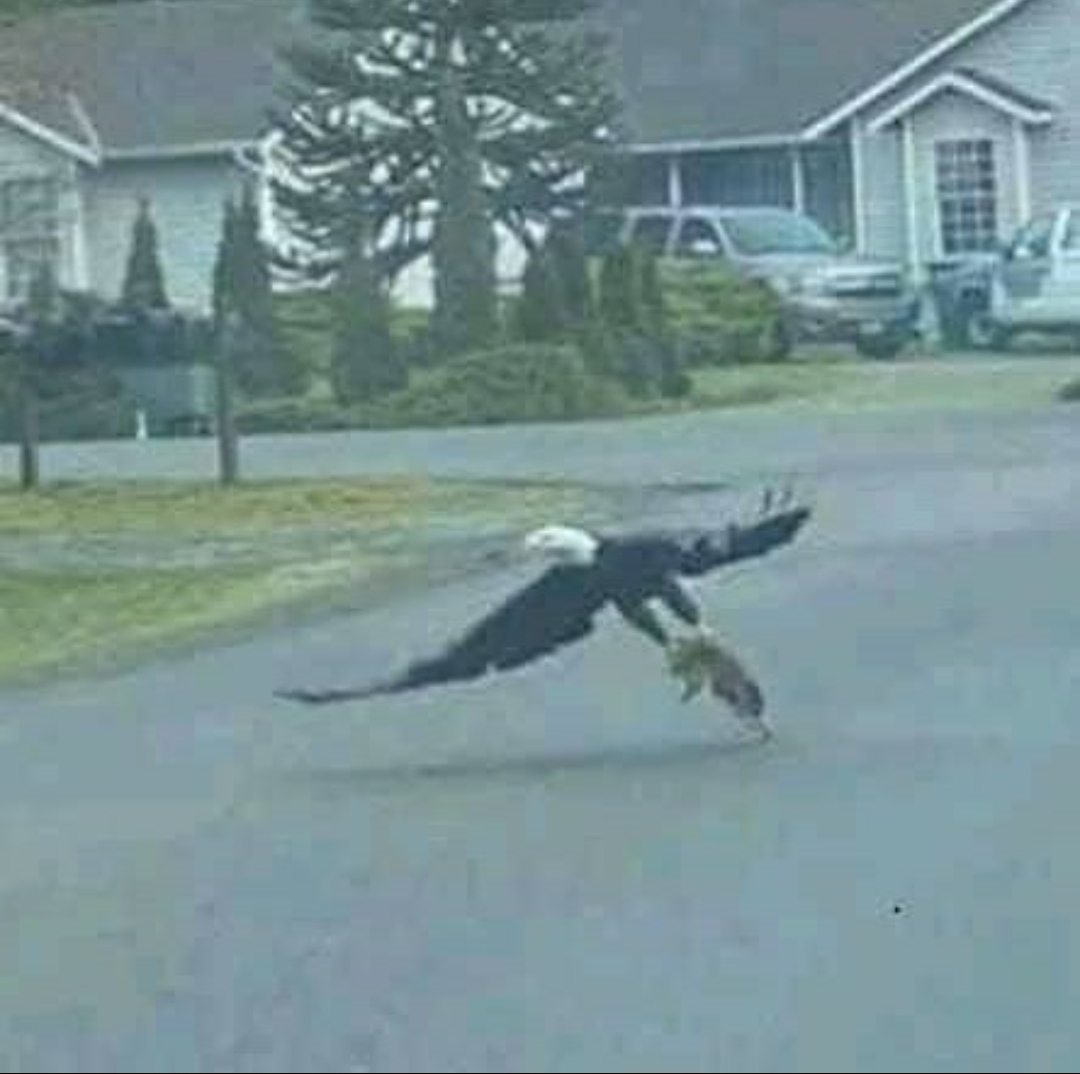 Lost cat Blank Meme Template