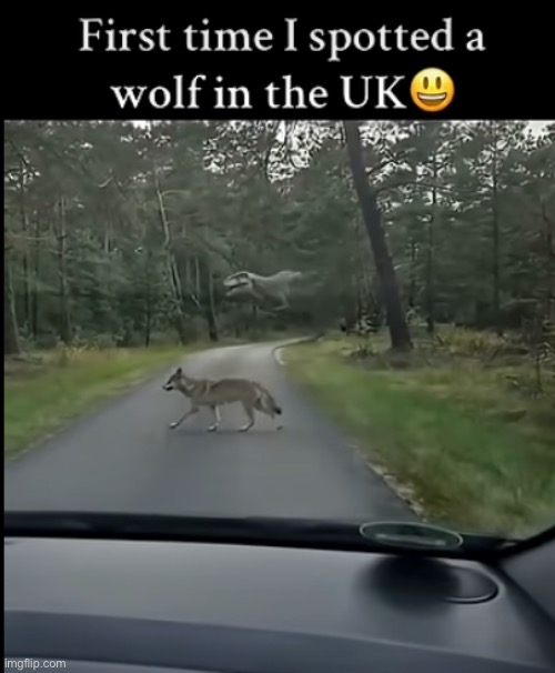 Also anyone know that plant in the background? | made w/ Imgflip meme maker