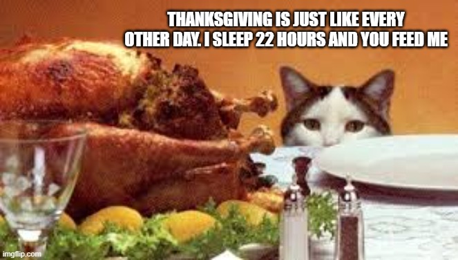 Cat says "Thanksgiving is just another day. I sleep 22 hours and you feed me." | THANKSGIVING IS JUST LIKE EVERY OTHER DAY. I SLEEP 22 HOURS AND YOU FEED ME | image tagged in cat,kittens,funny,humor,thanksgiving,turkey | made w/ Imgflip meme maker