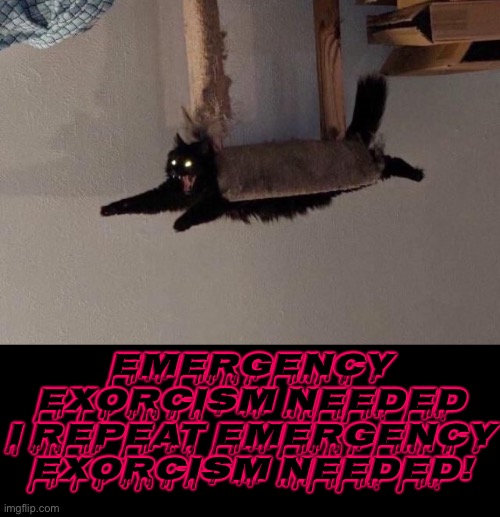 Emergency Exorcism Needed | EMERGENCY EXORCISM NEEDED I REPEAT EMERGENCY EXORCISM NEEDED! | image tagged in emergency,exorcist,cats,funny cat memes,black cat,possessed | made w/ Imgflip meme maker