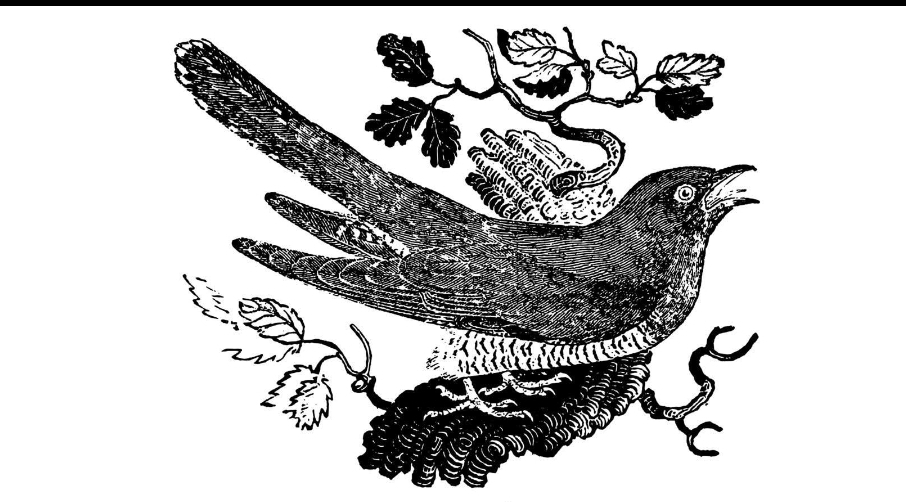 Funny bird Blank Meme Template