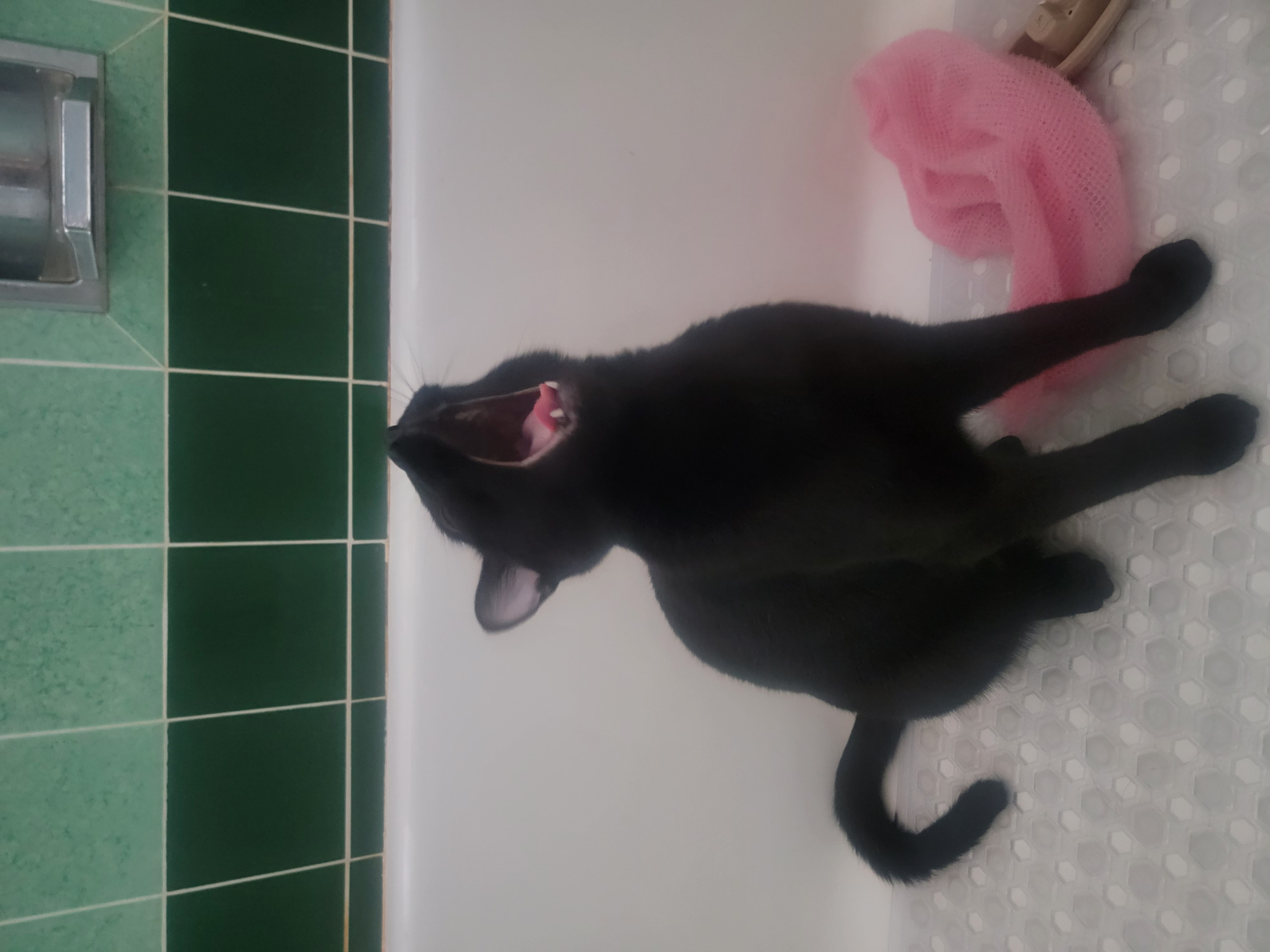 Screaming cat Blank Meme Template