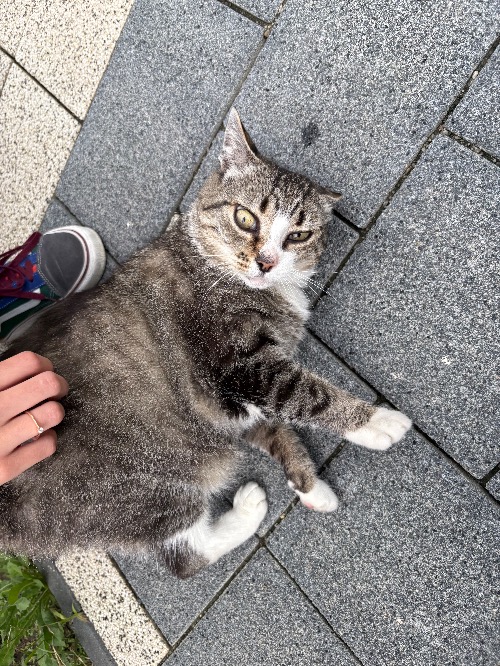 picture of a cat i took back in romania | made w/ Imgflip meme maker