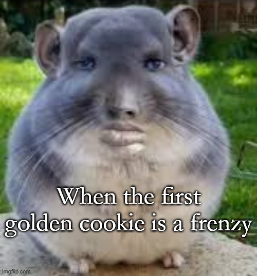 true neverclick | When the first golden cookie is a frenzy | image tagged in disappointed chinchilla | made w/ Imgflip meme maker