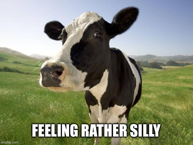 cow | FEELING RATHER SILLY | image tagged in cow | made w/ Imgflip meme maker