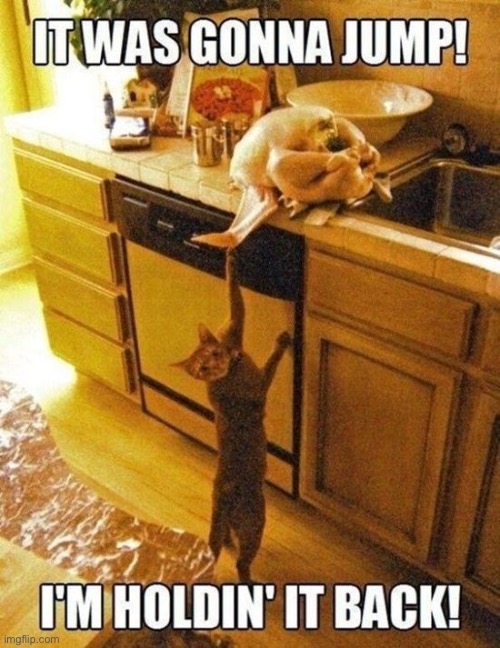 “I was just trying to save Thanksgiving!” | image tagged in cats,thanksgiving,turkey,jump,trying to help | made w/ Imgflip meme maker