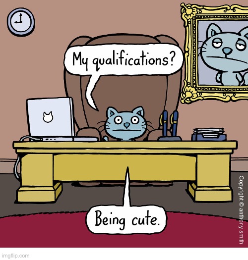 Cattitude | image tagged in cats,comics,cattitude,qualifications,cute | made w/ Imgflip meme maker