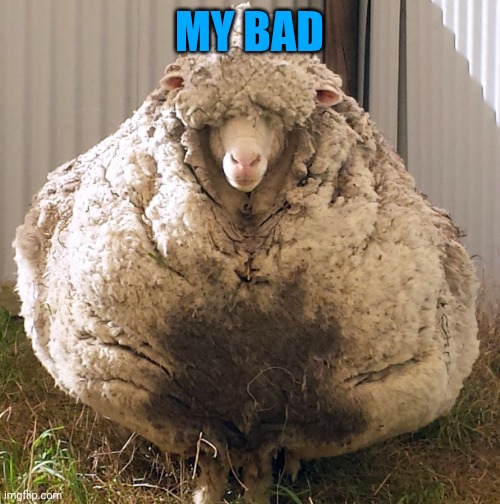 Wooly sheep | MY BAD | image tagged in wooly sheep | made w/ Imgflip meme maker