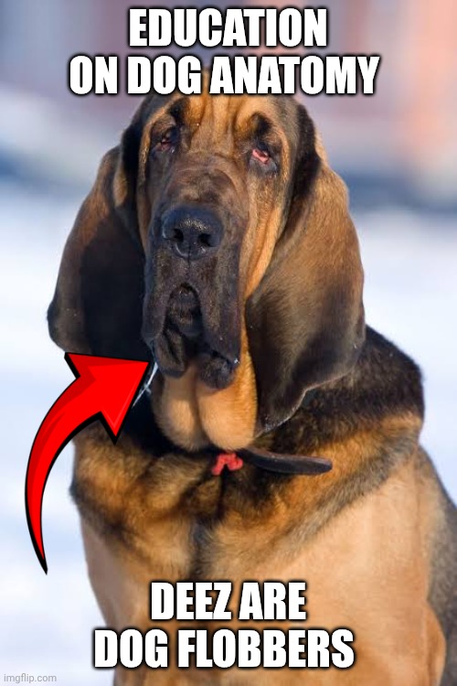 dog meme | EDUCATION ON DOG ANATOMY; DEEZ ARE DOG FLOBBERS | made w/ Imgflip meme maker