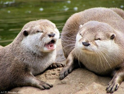 otters screaming not happy Blank Meme Template