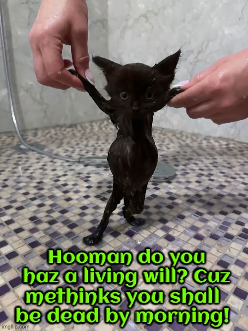 Methinks You'll Die | Hooman do you haz a living will? Cuz; methinks you shall be dead by morning! | image tagged in cats,funny cats,time to die,kill you cat,angry wet cat,black cat | made w/ Imgflip meme maker