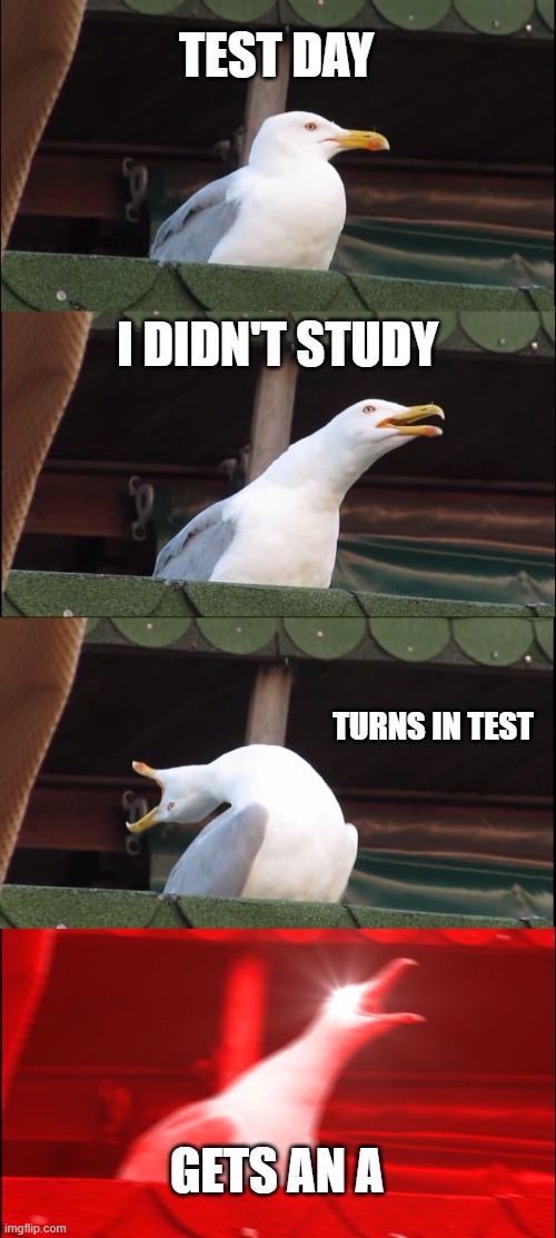 Tests | TEST DAY; I DIDN'T STUDY; TURNS IN TEST; GETS AN A | image tagged in memes,inhaling seagull,funny,bird,birds | made w/ Imgflip meme maker
